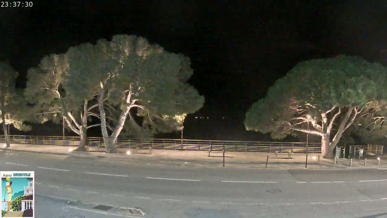 At night, two large, illuminated trees stand on either side of a paved road next to a low fence, under a clear, dark sky.