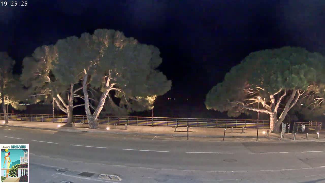 Two large, illuminated trees stand on either side of a nighttime street, beyond a low fence and walkway.