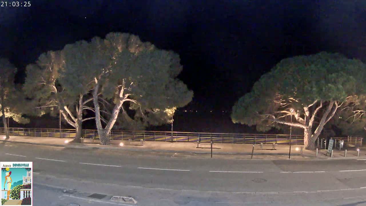 At night, two large, illuminated trees stand on either side of a paved road next to a low fence, overlooking a dark body of water.