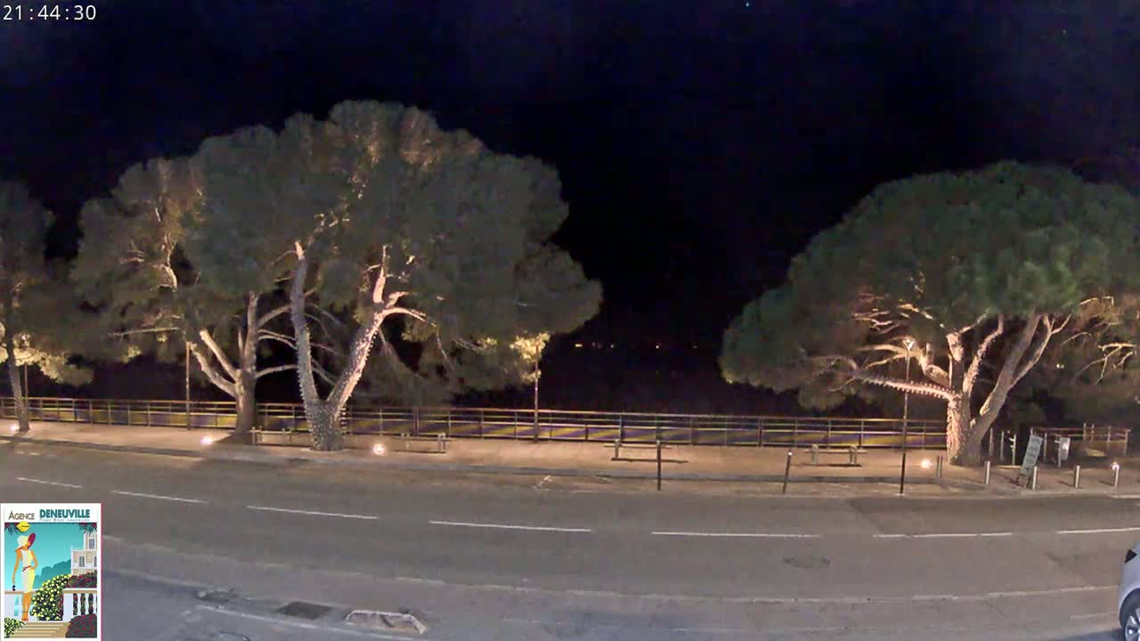 A nighttime view of a paved road lined with two large, illuminated trees and a low fence separating the road from a dark body of water.