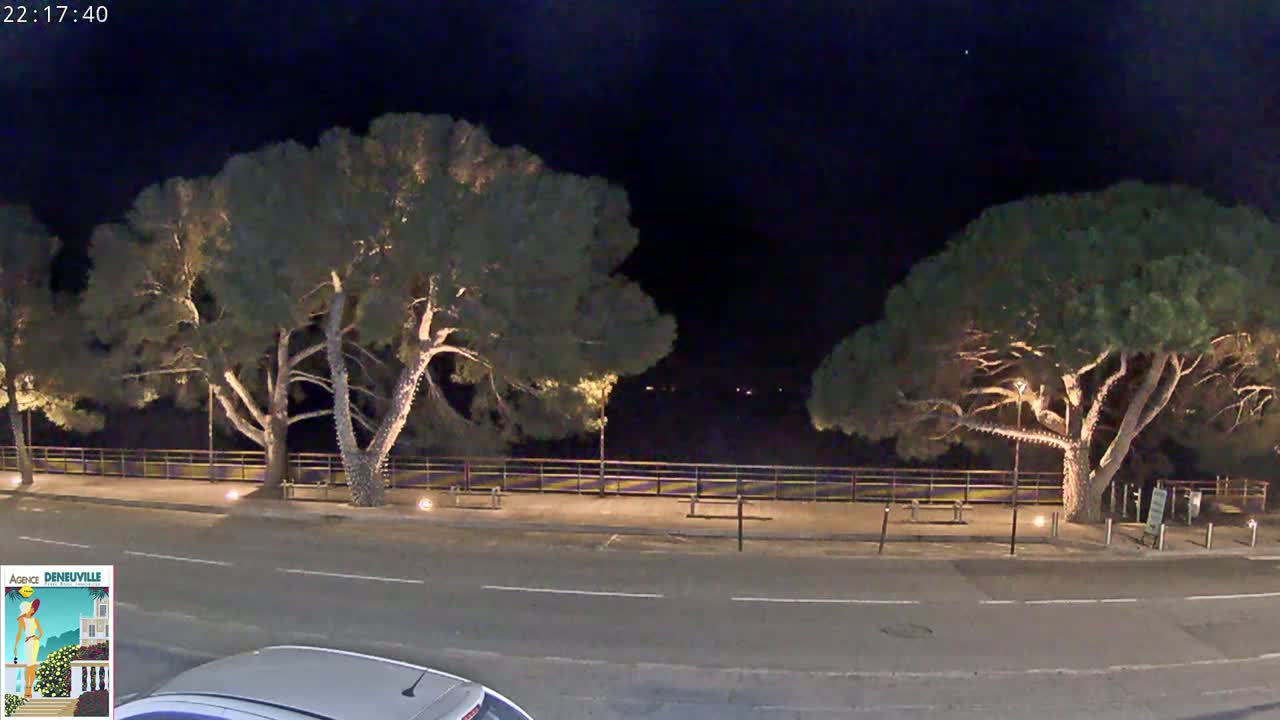 A nighttime street scene shows two large, illuminated pine trees flanking a low fence next to a road, with the top of a car visible in the bottom right corner.