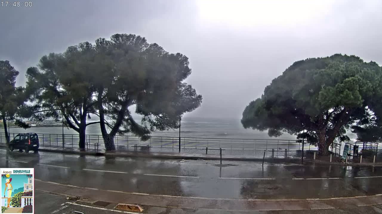 A rain-slicked road next to a body of water is partially obscured by large, dark green trees under a gray, overcast sky.