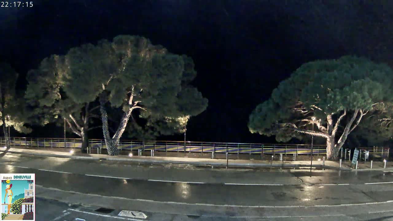 A wet road at night is flanked by two large, illuminated pine trees next to a low fence.