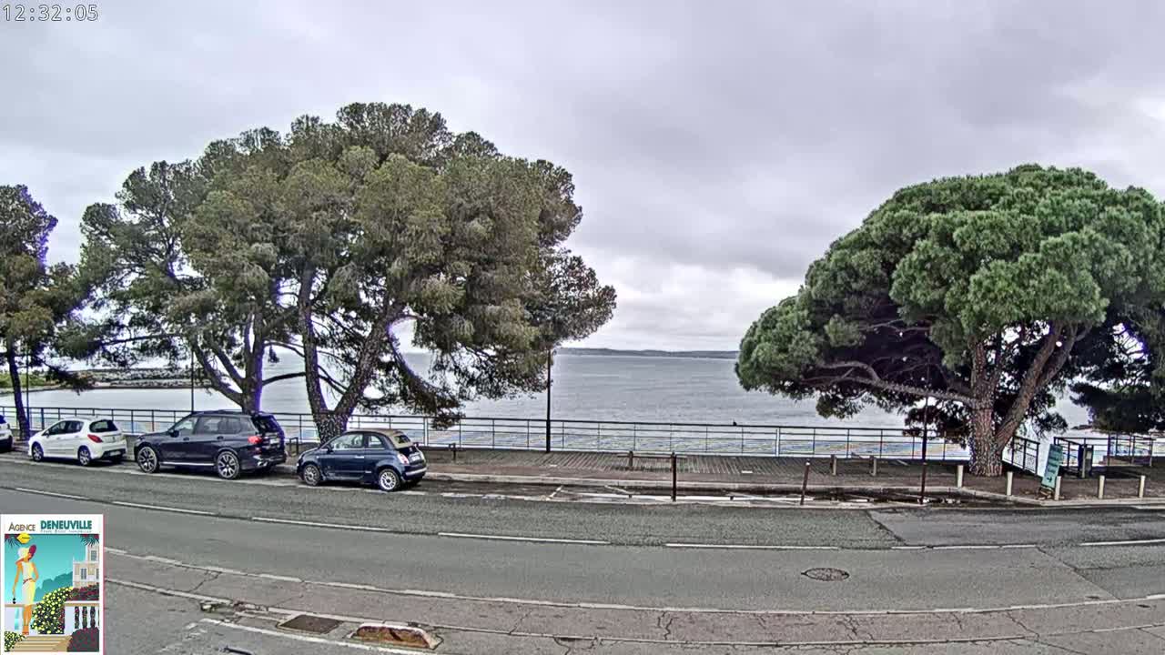 Several cars are parked along a road overlooking a calm body of water under an overcast sky, with large pine trees shading the roadside.