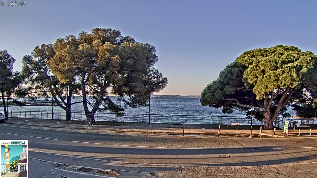 A paved road runs alongside a calm body of water under a clear, light-blue sky, with two large, leafy pine trees in the foreground.