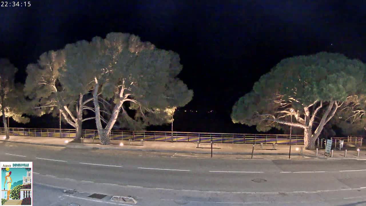 At night, two large, illuminated pine trees stand on either side of a paved road next to a low fence overlooking a dark body of water.