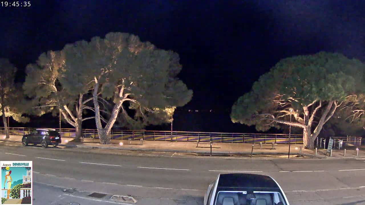 At night, under a dark sky, two large illuminated pine trees stand on either side of a paved road next to a low wall overlooking a dark body of water.