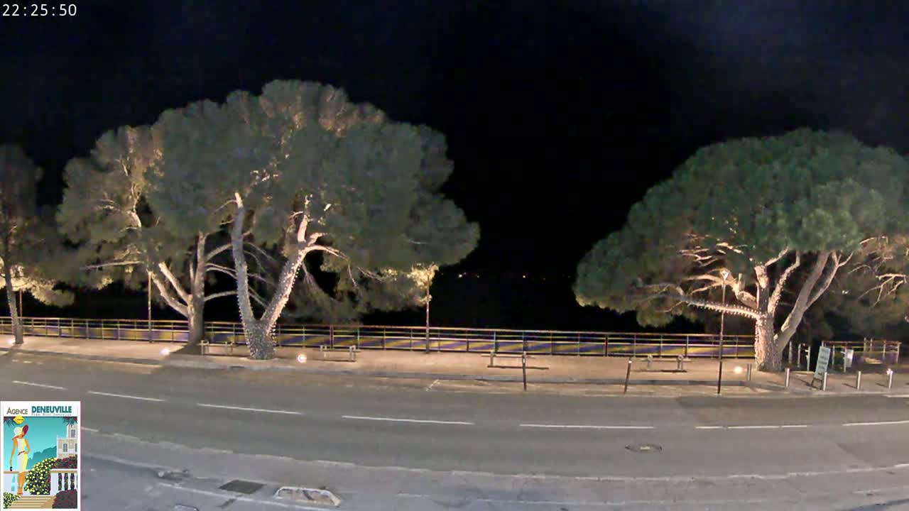 A nighttime street scene shows two large, illuminated pine trees flanking a roadway with a low fence separating it from a waterfront area under a clear, dark sky.