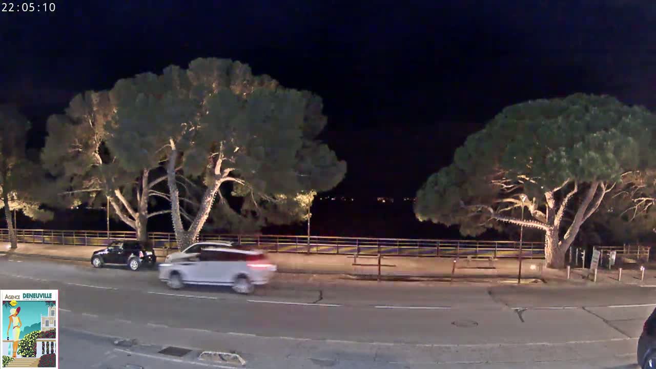 Two large, illuminated trees flank a nighttime roadway with a few cars visible, near a body of water under a dark sky.