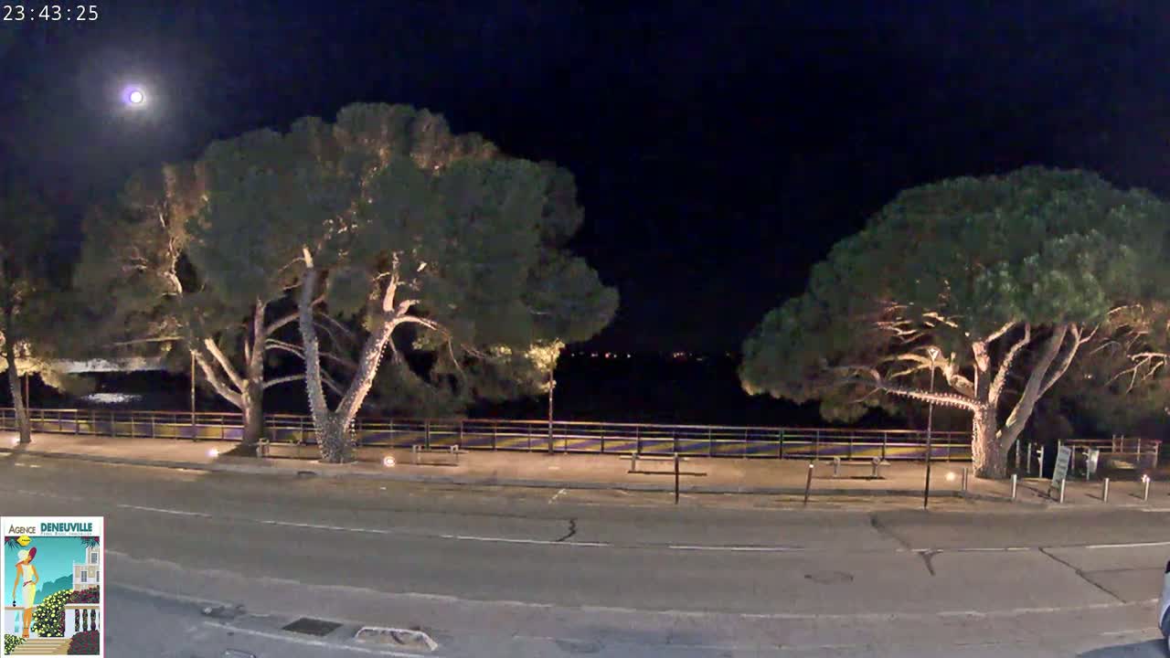 At night, under a bright moon, two large, illuminated pine trees stand on either side of a paved walkway next to a low, railing-lined waterfront.