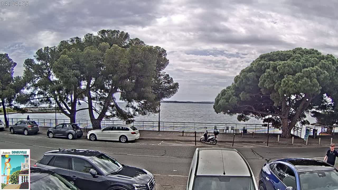 Several cars are parked along a waterfront road lined with large pine trees under a cloudy sky.