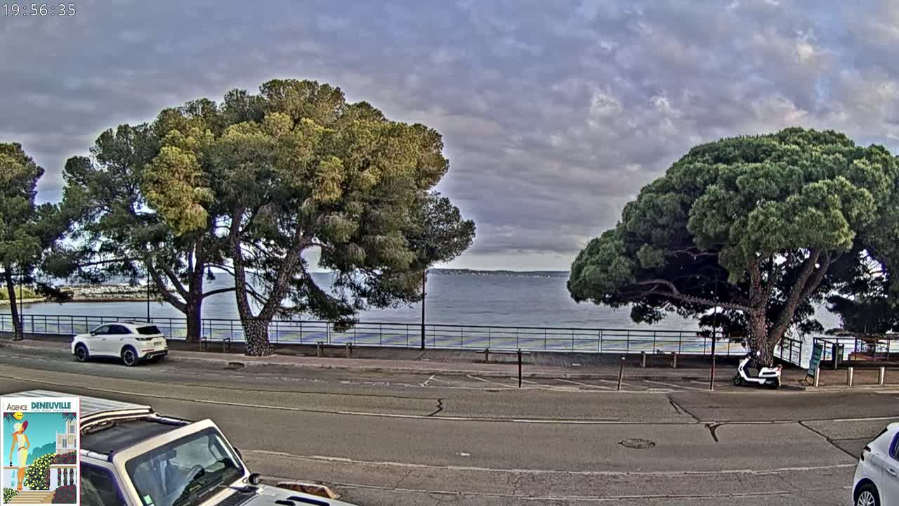 A mostly cloudy day overlooks a calm body of water, with several large pine trees and parked cars lining a paved road.