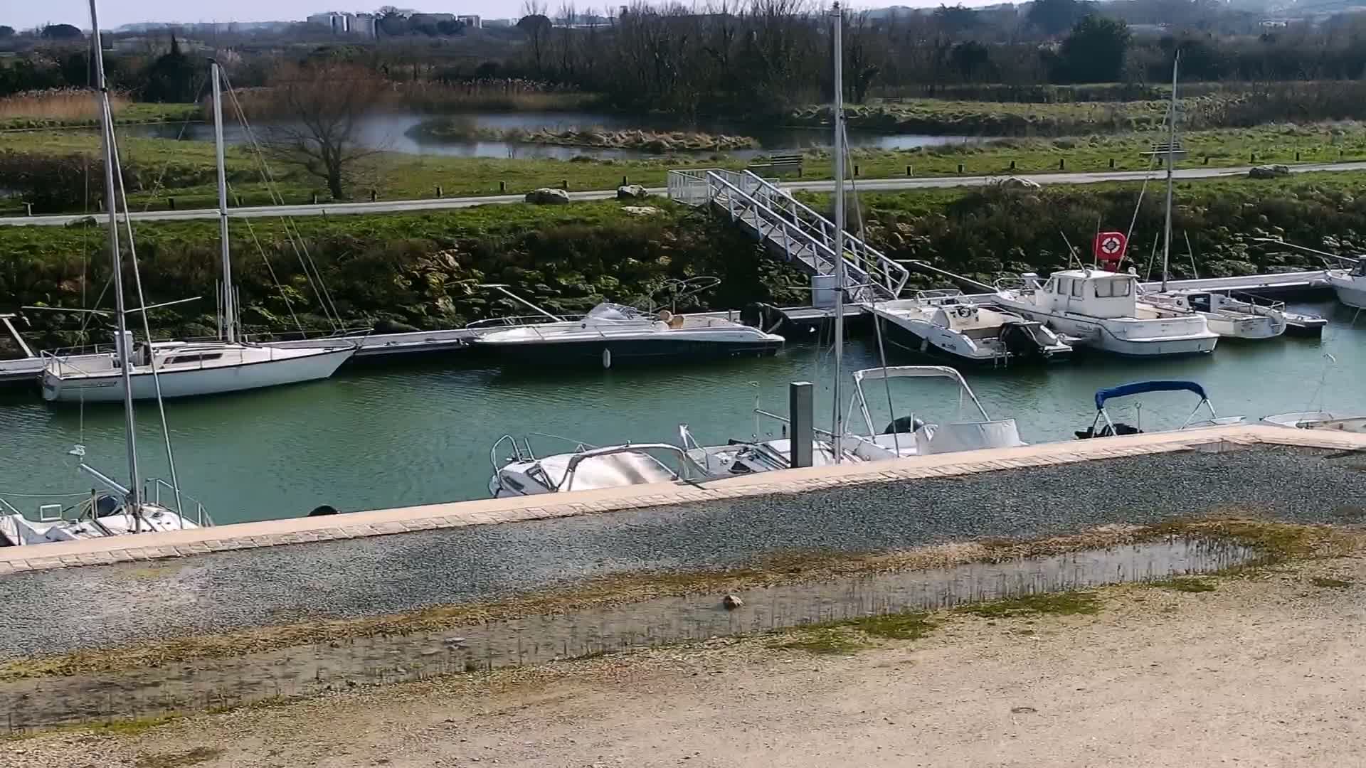 Several sailboats and motorboats are docked at a marina on a sunny day, next to a grassy area and waterway.