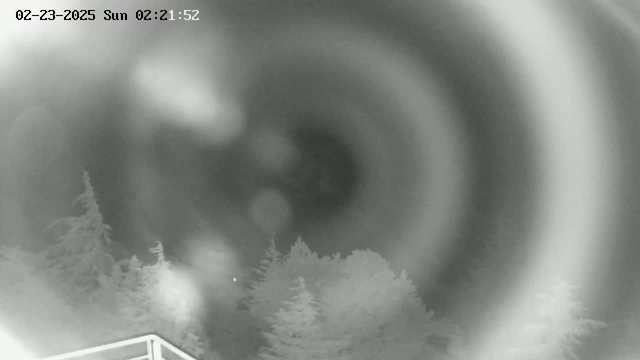 A blurry, night-time image shows evergreen trees under a hazy, possibly foggy sky.