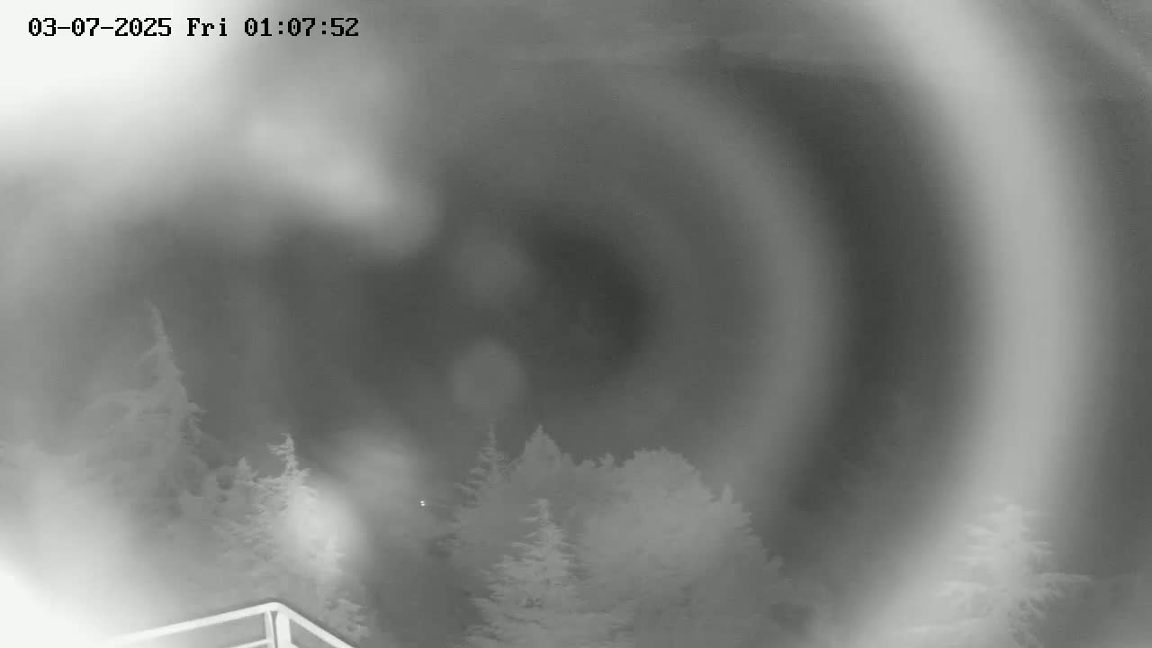 A blurry, nighttime grayscale image shows a line of evergreen trees in the distance, with a hazy or foggy atmosphere.