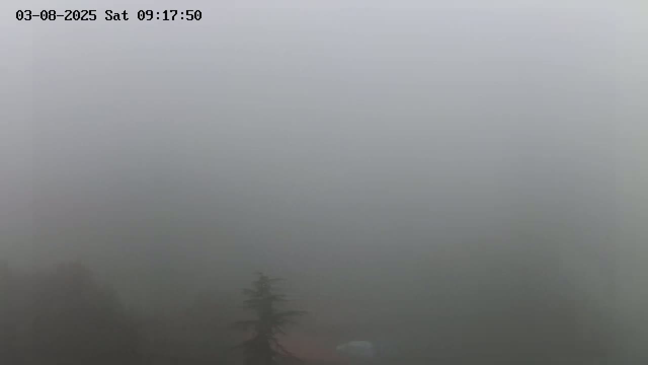 A very foggy outdoor scene shows a lone coniferous tree in the lower center.