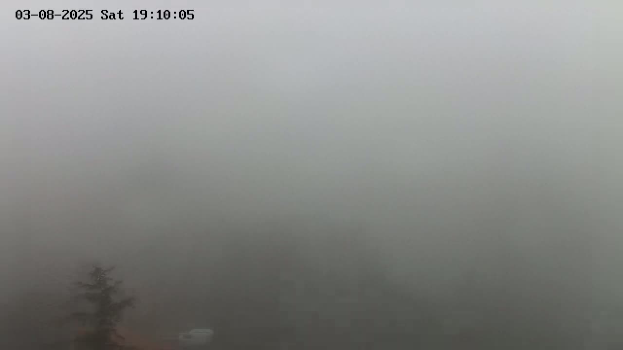 A thick fog obscures the view of a small tree and a vehicle in the distance.