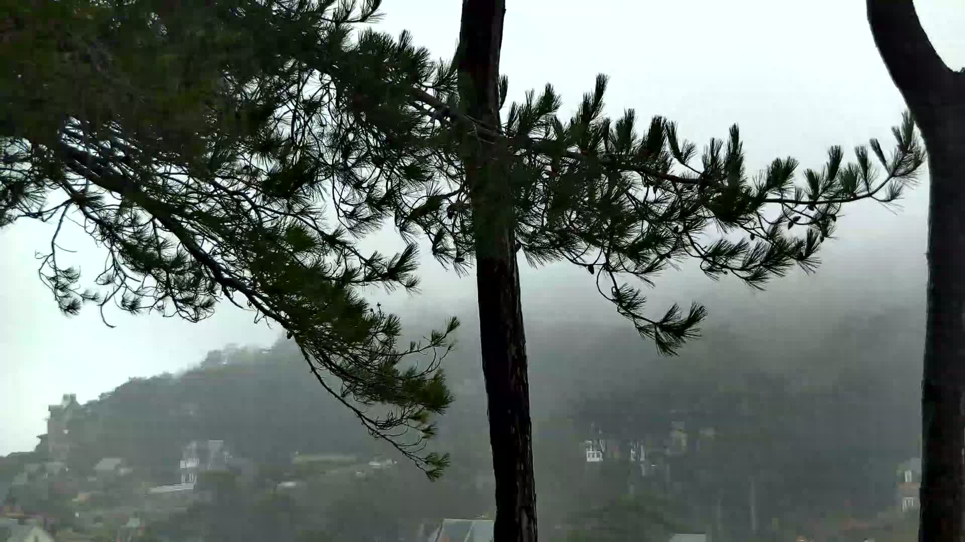 Pine tree branches frame a view of a misty, mountainous landscape with buildings visible in the distance.