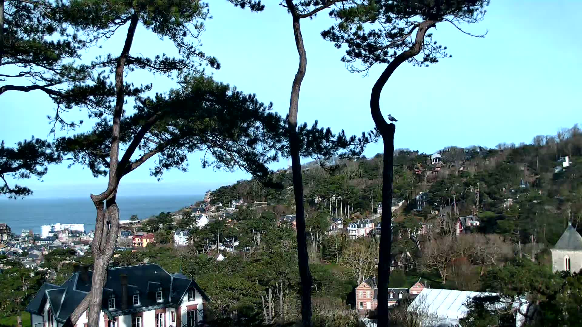 A coastal town nestled among evergreen trees on a hillside overlooking a calm ocean under a clear blue sky.