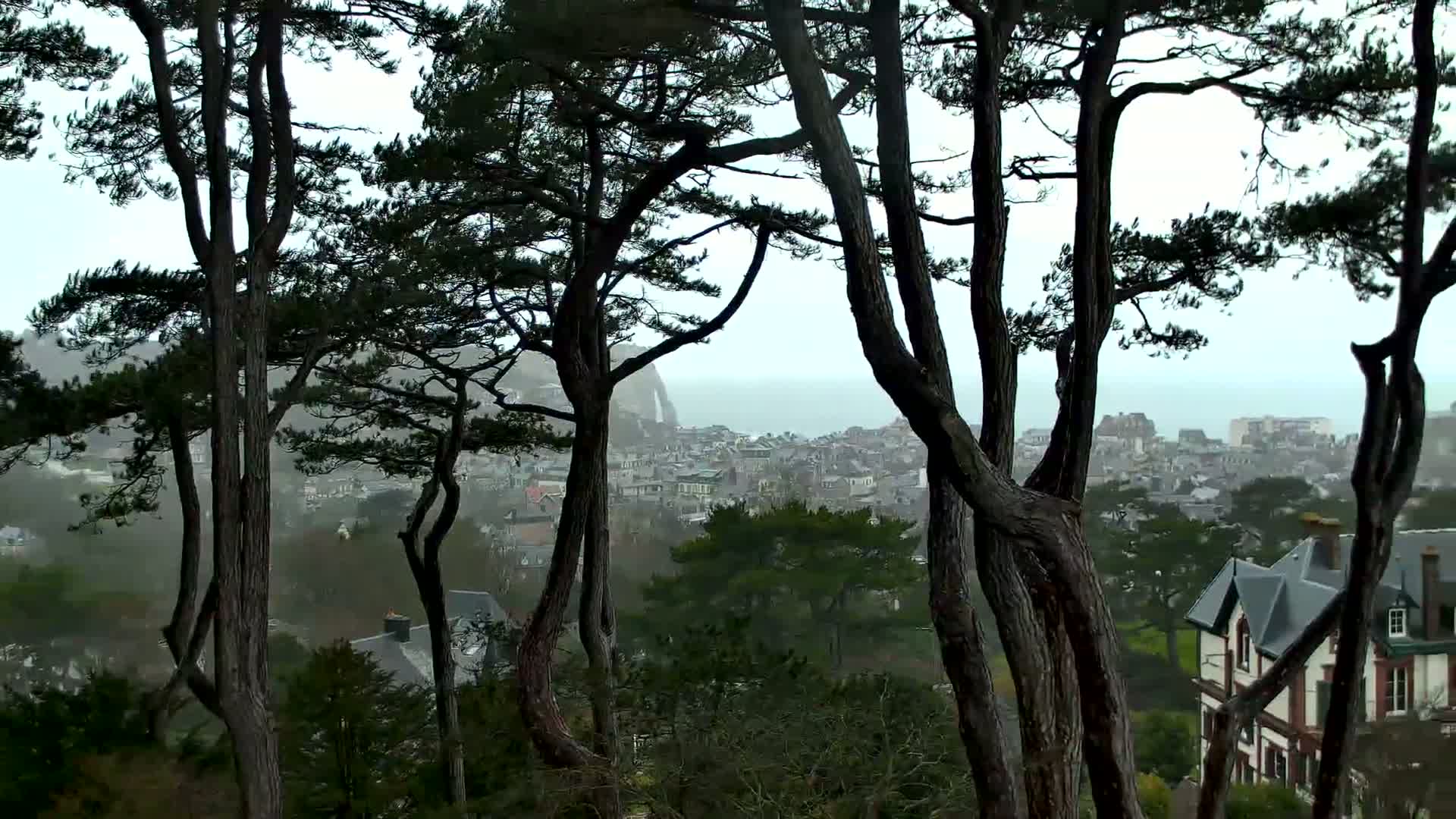 A coastal town is visible through the trunks and branches of dark pine trees on an overcast day.