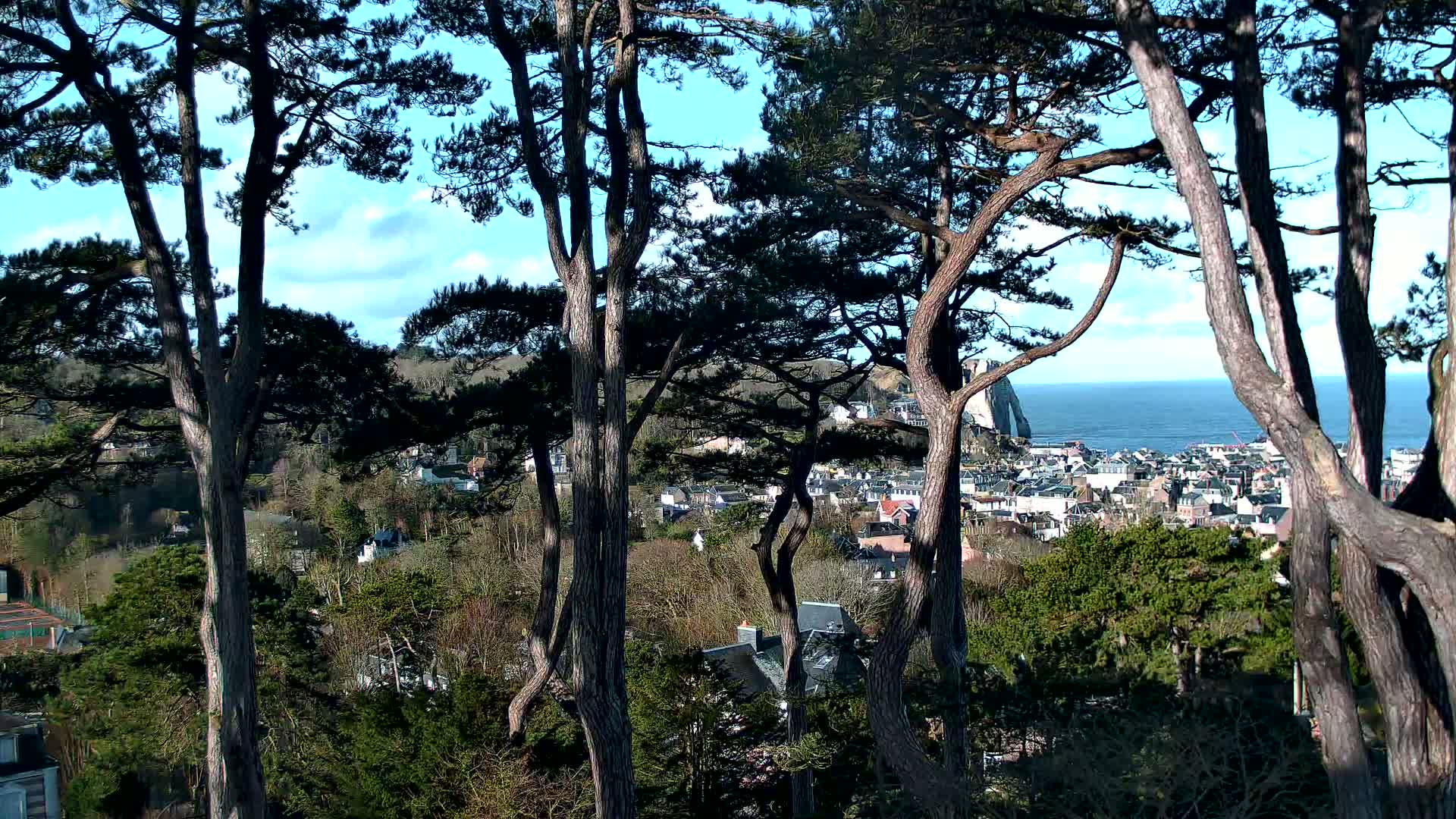 A coastal town is partially visible through the trunks and branches of several tall pine trees under a mostly sunny sky.