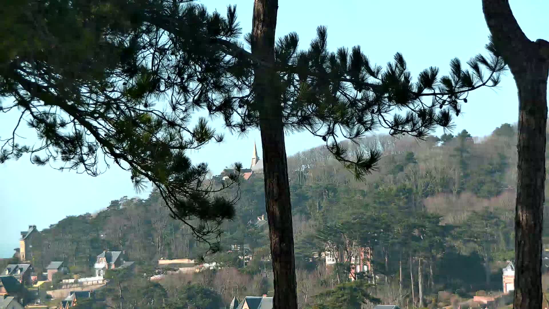 A hill covered in trees and buildings is viewed through the branches of two pine trees on a clear, sunny day.