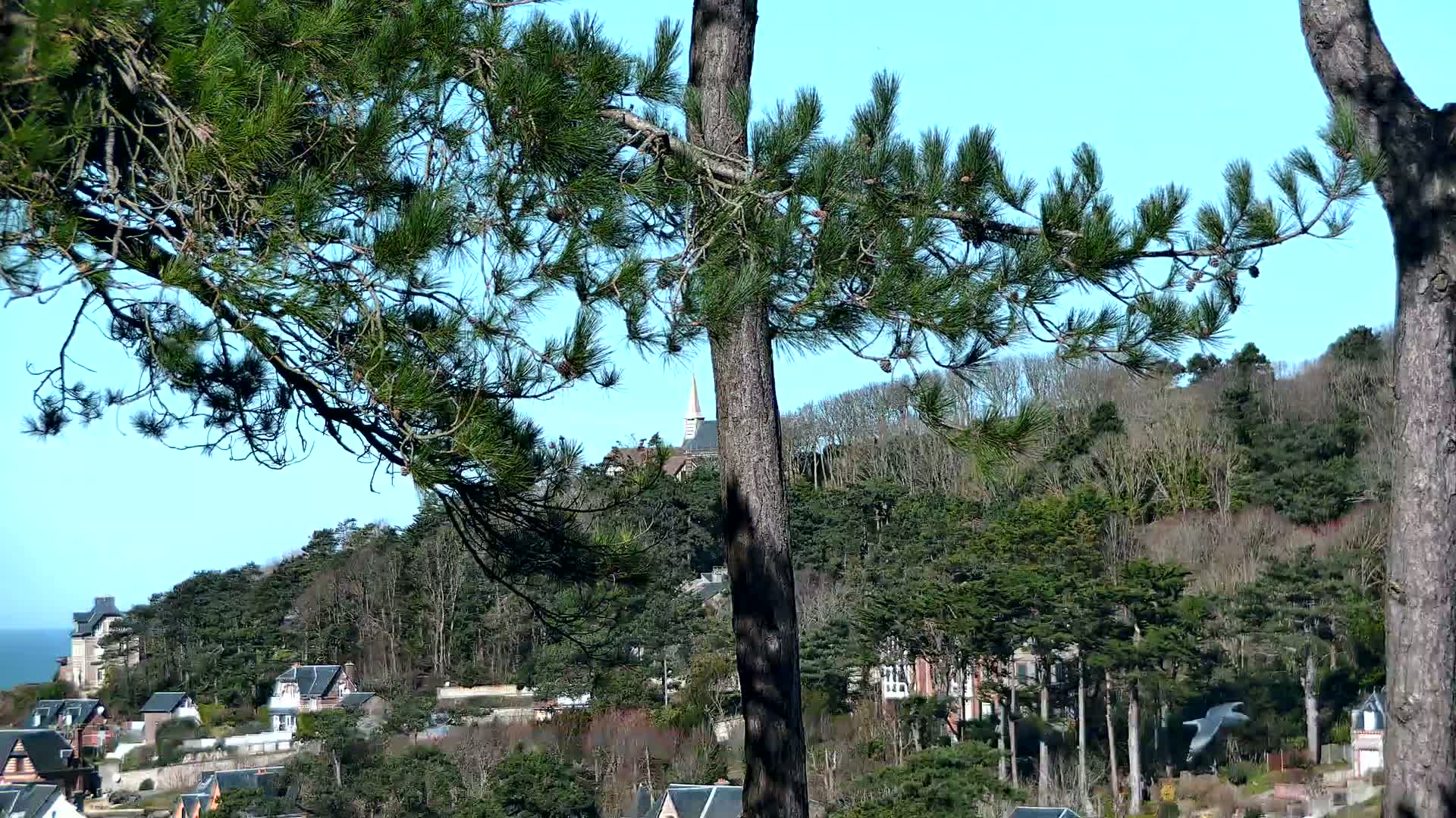 A hillside village with houses and a church steeple is partially obscured by pine tree branches against a clear blue sky.