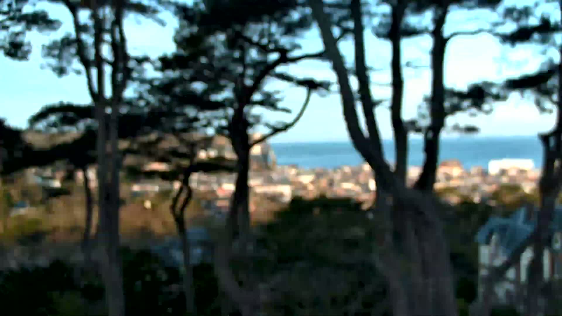 A blurry view of a coastal town is seen through the trunks and branches of dark trees on a clear day.