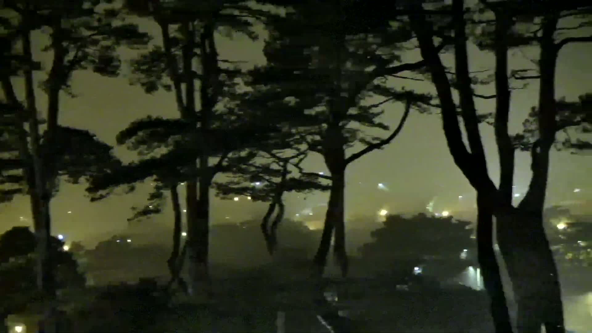 Silhouetted trees stand against a hazy, dimly lit night scene.