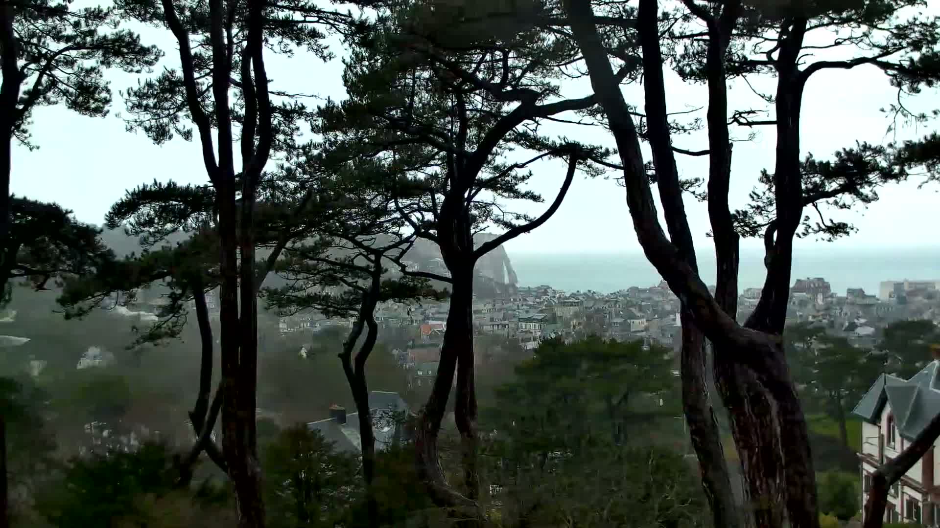 A view of a coastal town on an overcast day, seen through the trunks and branches of several dark pine trees.