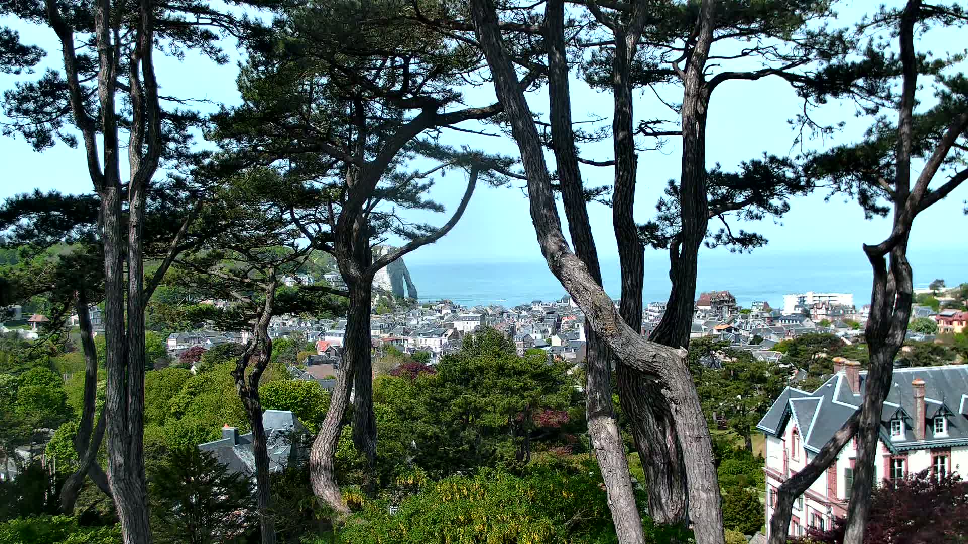A coastal town is visible through the trunks of several pine trees on a sunny day, with a calm ocean beyond.