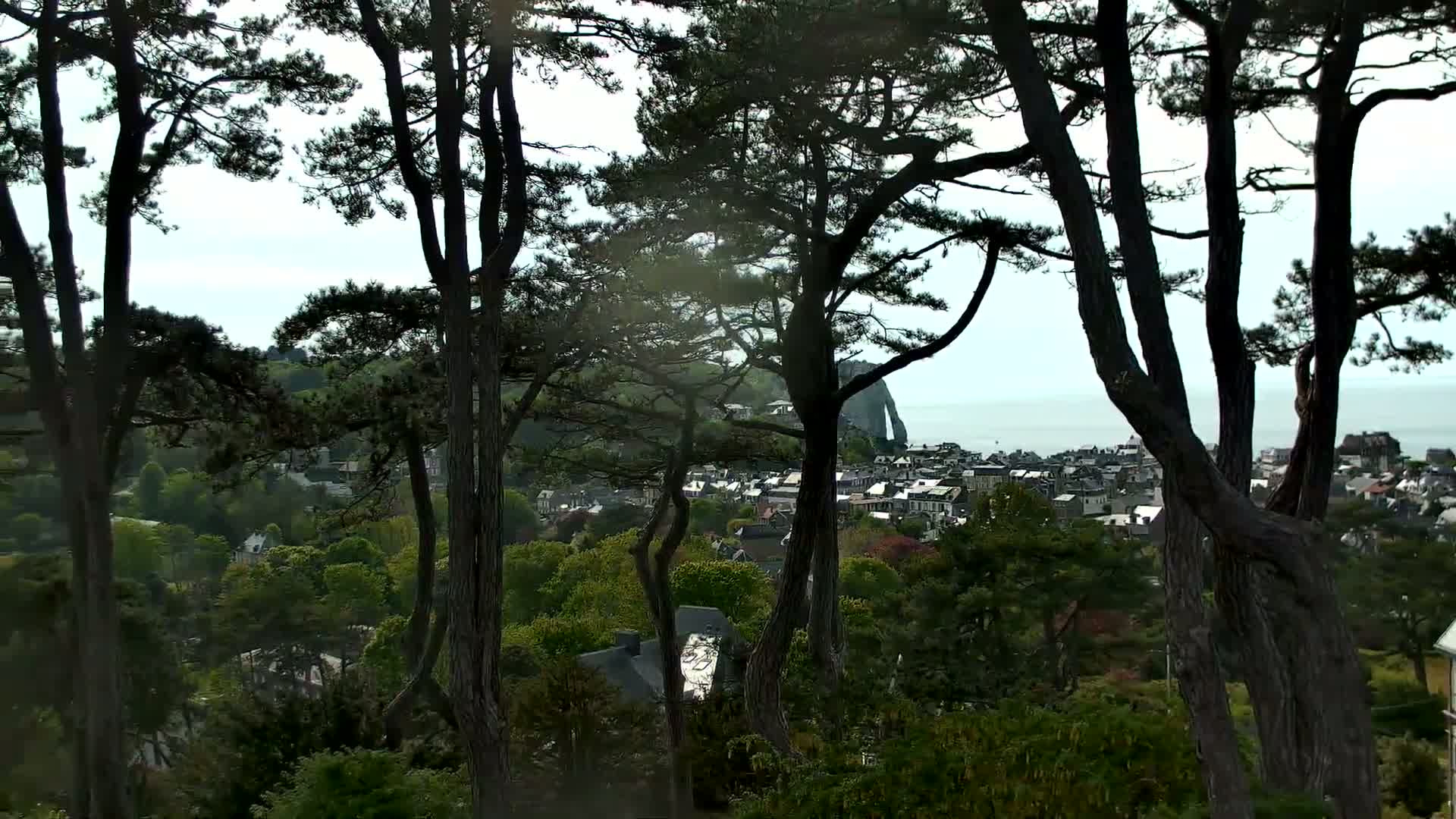 A coastal town is visible through the trunks and branches of several tall, dark pine trees, under a mostly clear sky.