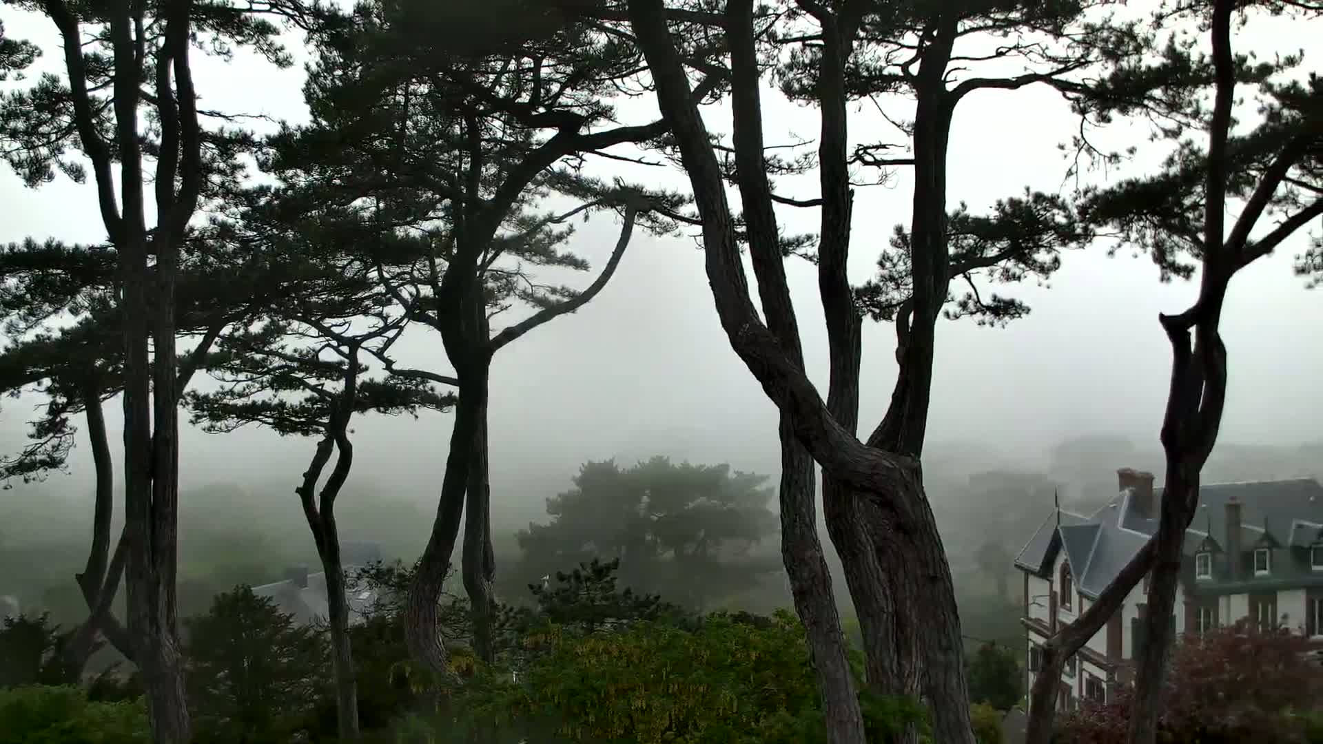 Dark pine trees frame a foggy view of a distant house and rolling hills.
