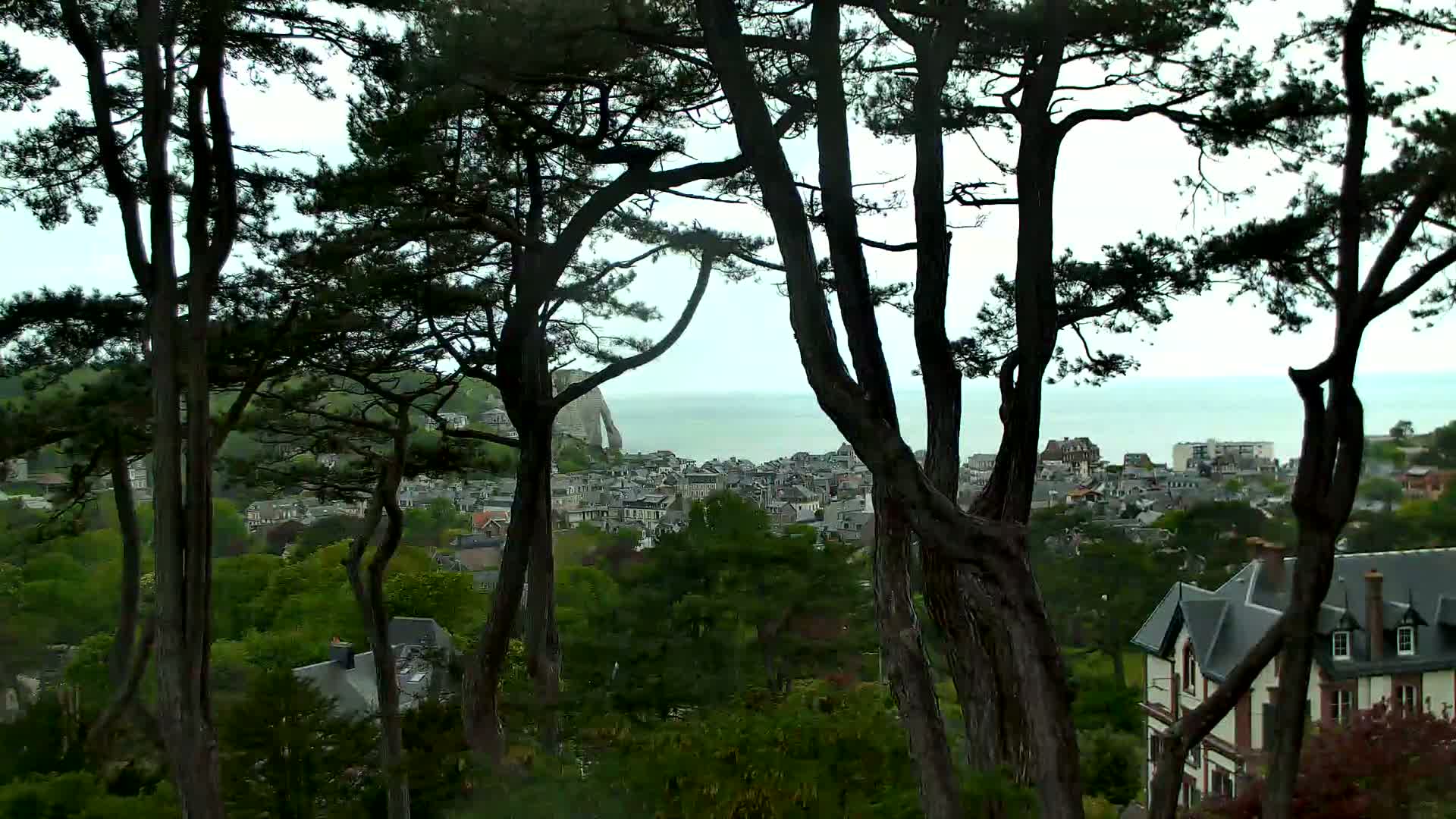 A coastal town is partially visible through the trunks of numerous dark, tall trees under an overcast sky.