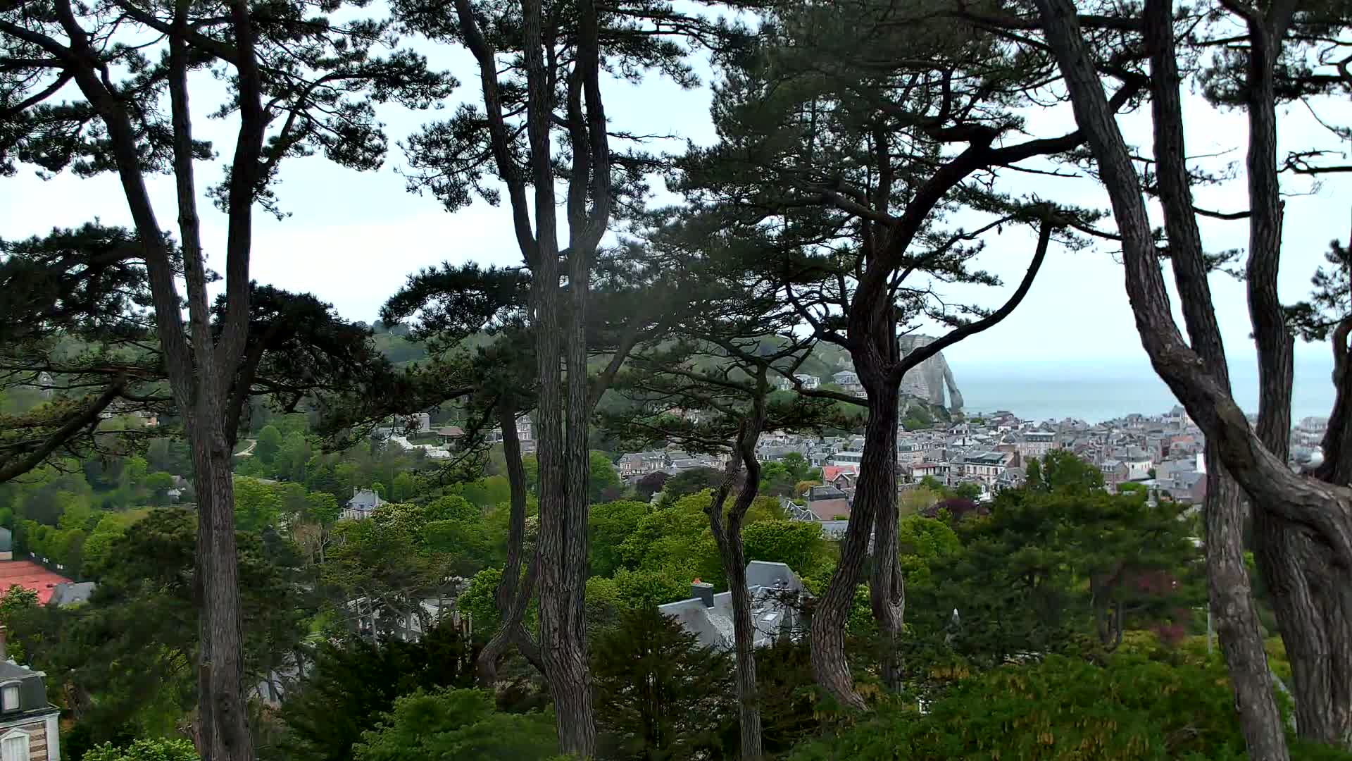 A coastal town is seen through the trunks of tall, dark pine trees under an overcast sky.
