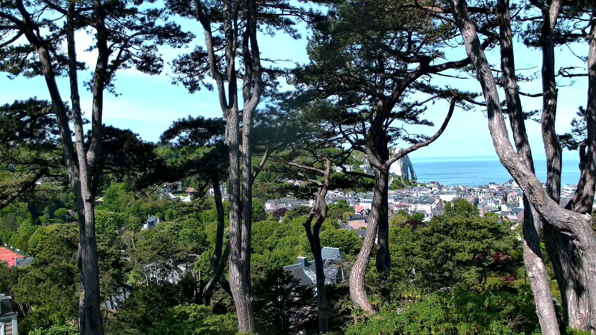 Tall pine trees frame a view of a coastal town and ocean under a clear blue sky.