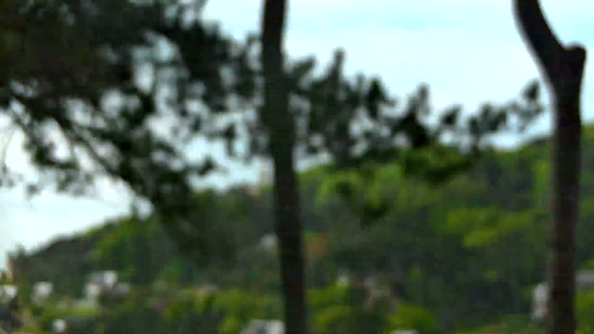 A blurry outdoor scene shows tree trunks and branches in the foreground with a hill covered in green trees and foliage in the background under a mostly cloudy sky.
