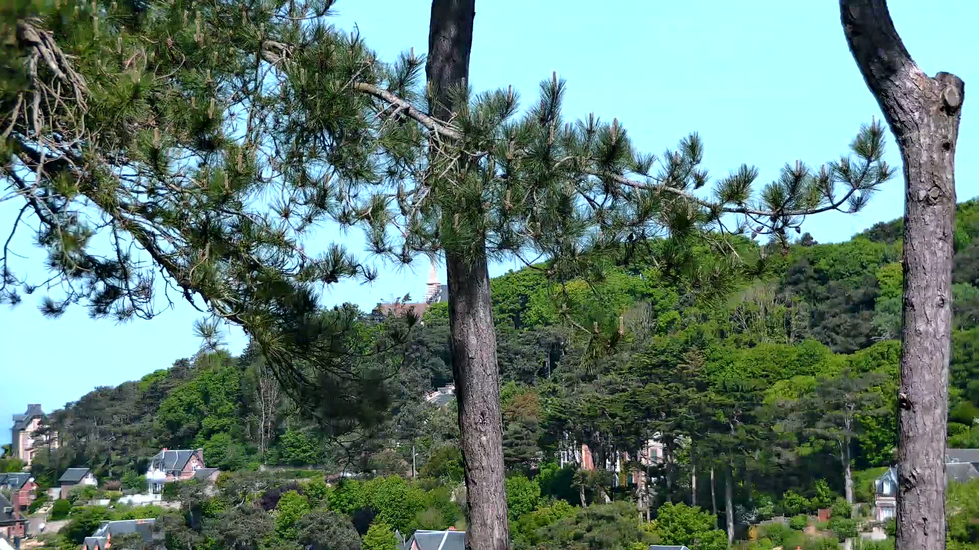 Pine tree branches partially obscure a view of a hillside covered in lush green trees and houses, under a clear blue sky.