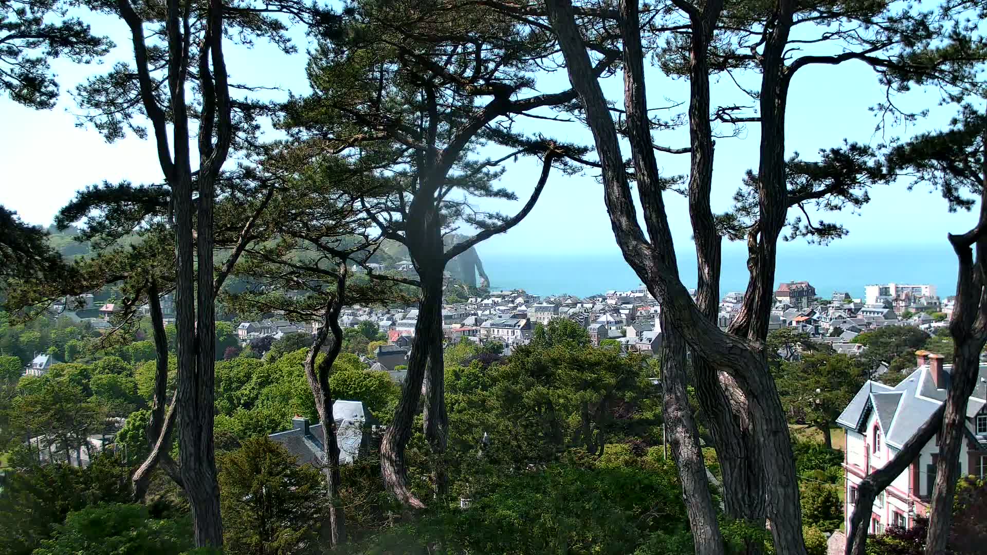 A coastal town with many houses and trees is visible through the trunks of tall pine trees on a clear, sunny day.