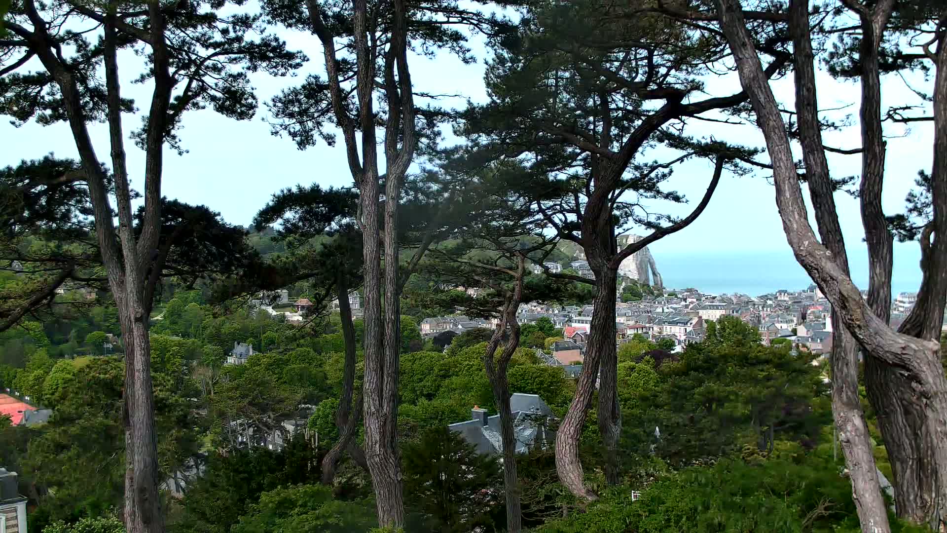 Tall pine trees partially obscure a view of a coastal town nestled amongst green hills on a partly sunny day.