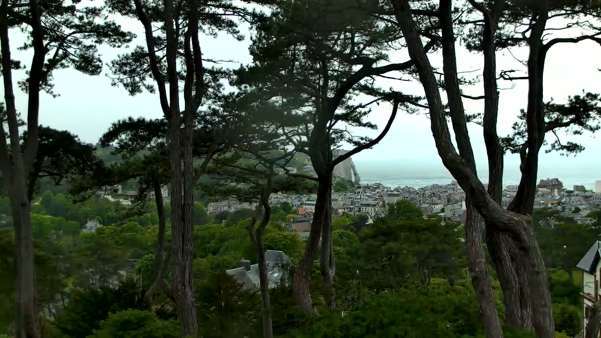 A coastal town is partially visible through the trunks of several tall, dark pine trees under an overcast sky.