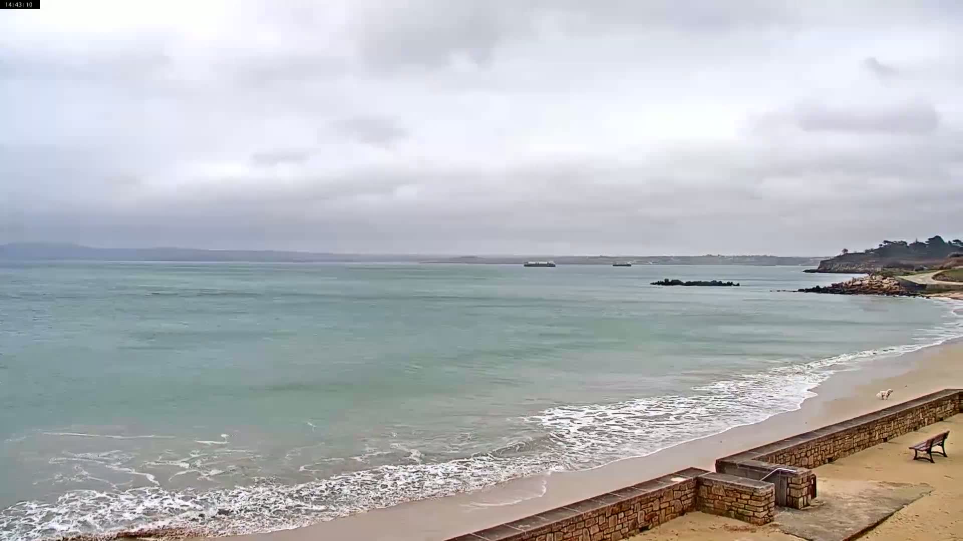 A sandy beach with calm, light-green water under an overcast sky features a low stone wall and a lone dog on the sand.