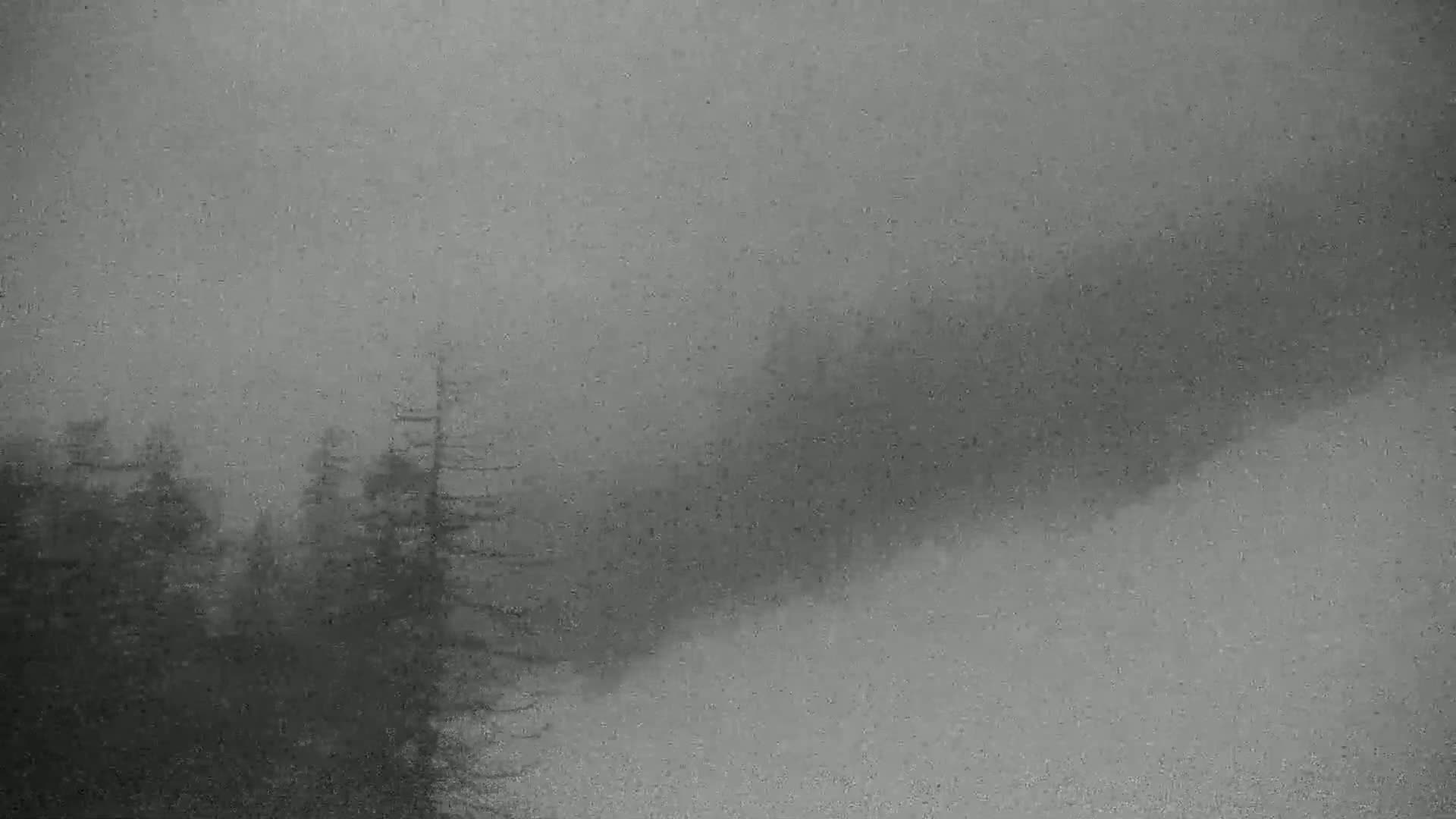 A foggy, gray day obscures a line of evergreen trees.