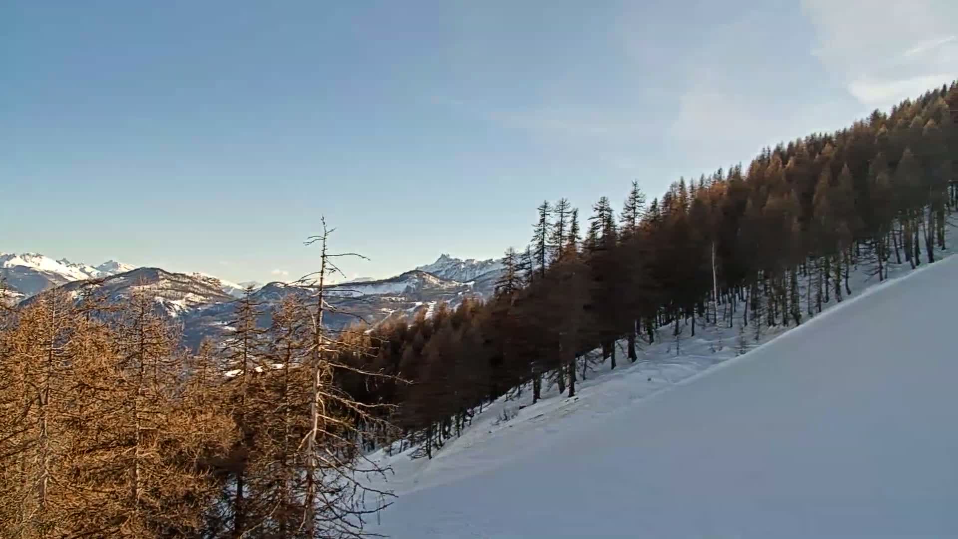 A snow-covered hillside slopes down from a line of dark brown pine trees towards a distant, snow-capped mountain range under a clear blue sky.