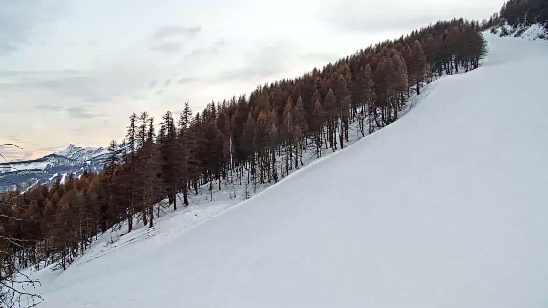 A snowy, gently sloping hillside covered in a dark forest of pine trees under a cloudy sky.