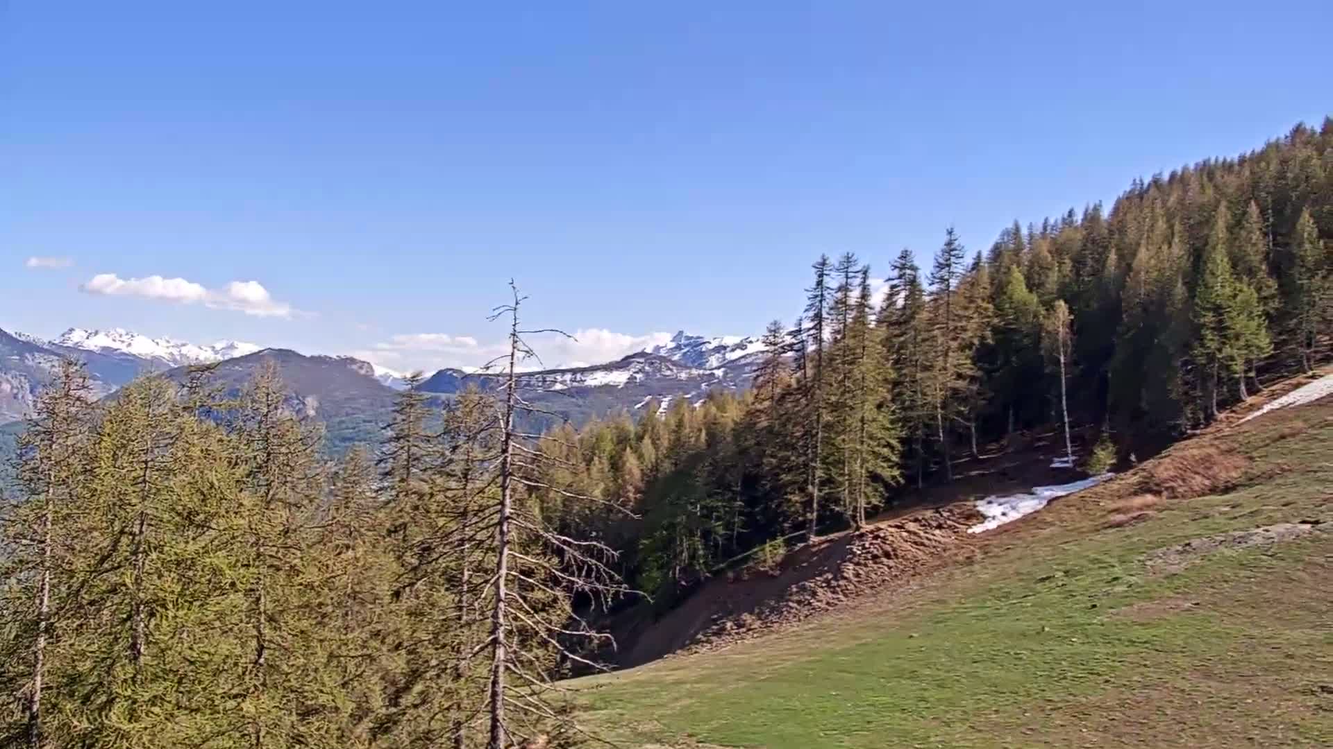A grassy hillside slopes down from a coniferous forest overlooking snow-capped mountains under a clear blue sky.