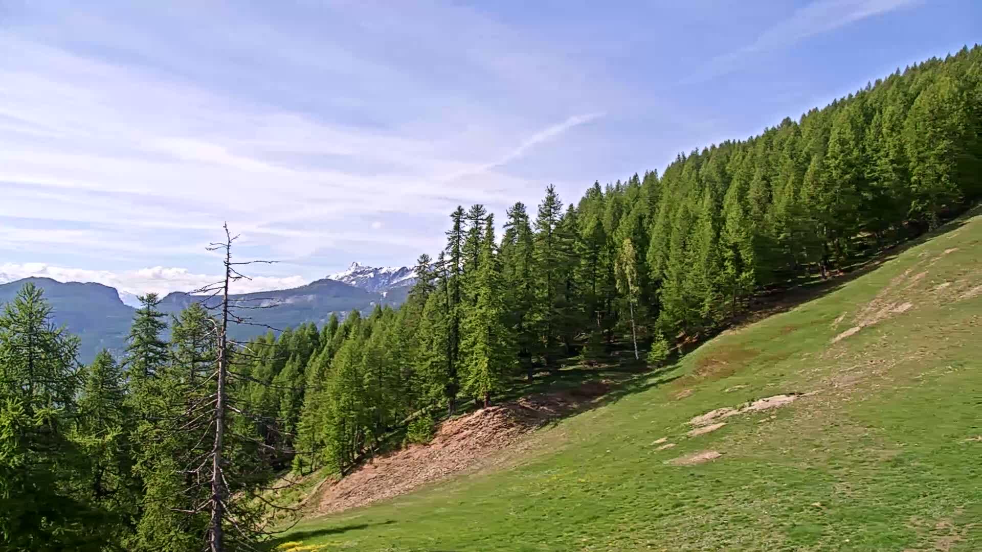 A grassy hillside slopes down from a dense forest of evergreen trees toward a mountain range under a mostly clear, bright sky.