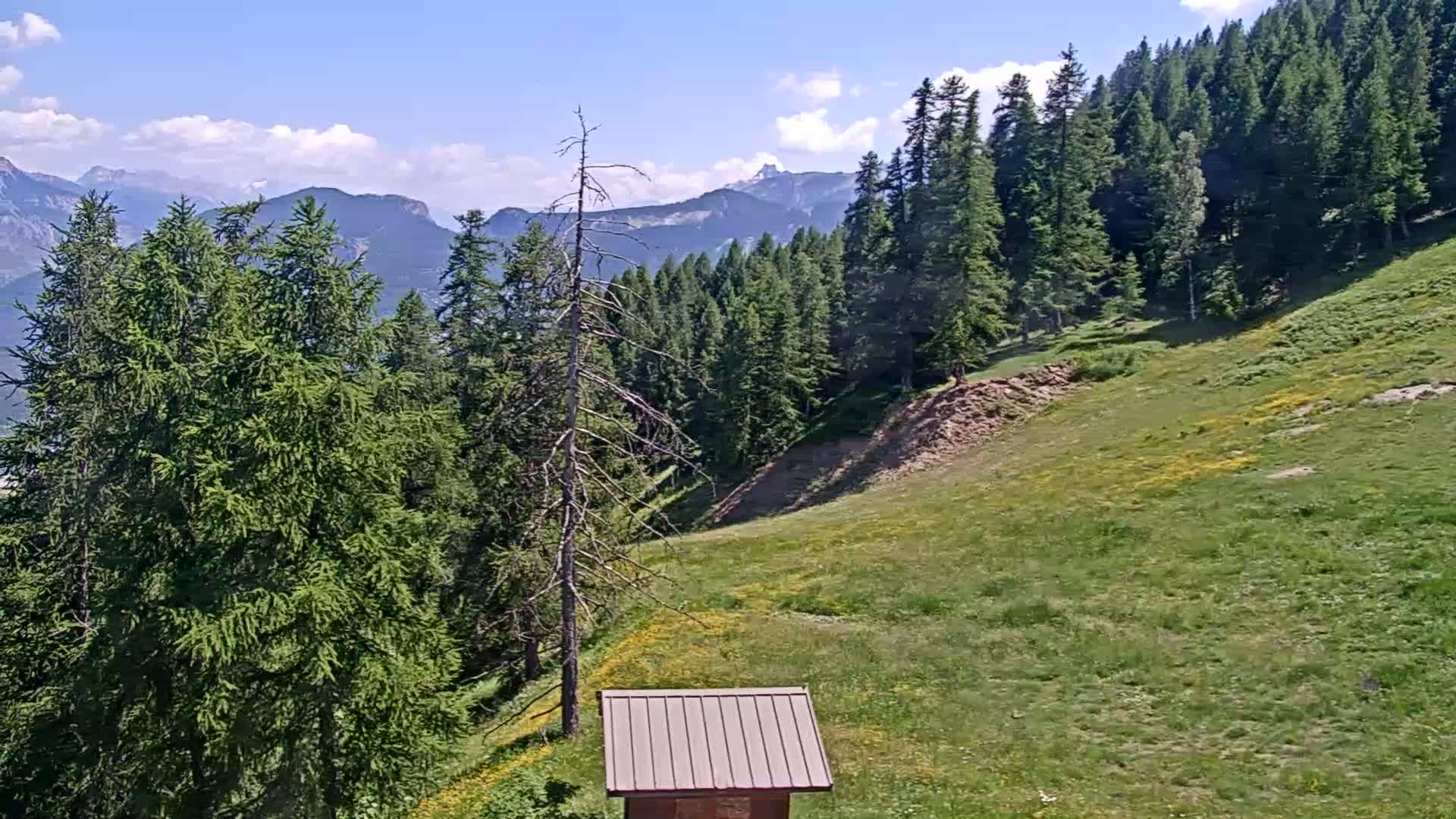 A grassy hillside dotted with wildflowers slopes down towards a small shed, bordered by evergreen trees and mountains under a mostly sunny sky.