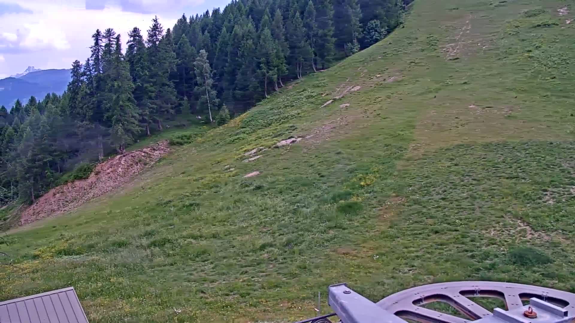 A grassy hillside dotted with wildflowers slopes down from a coniferous forest under partly cloudy skies, with a section of a cable car visible in the bottom right corner.