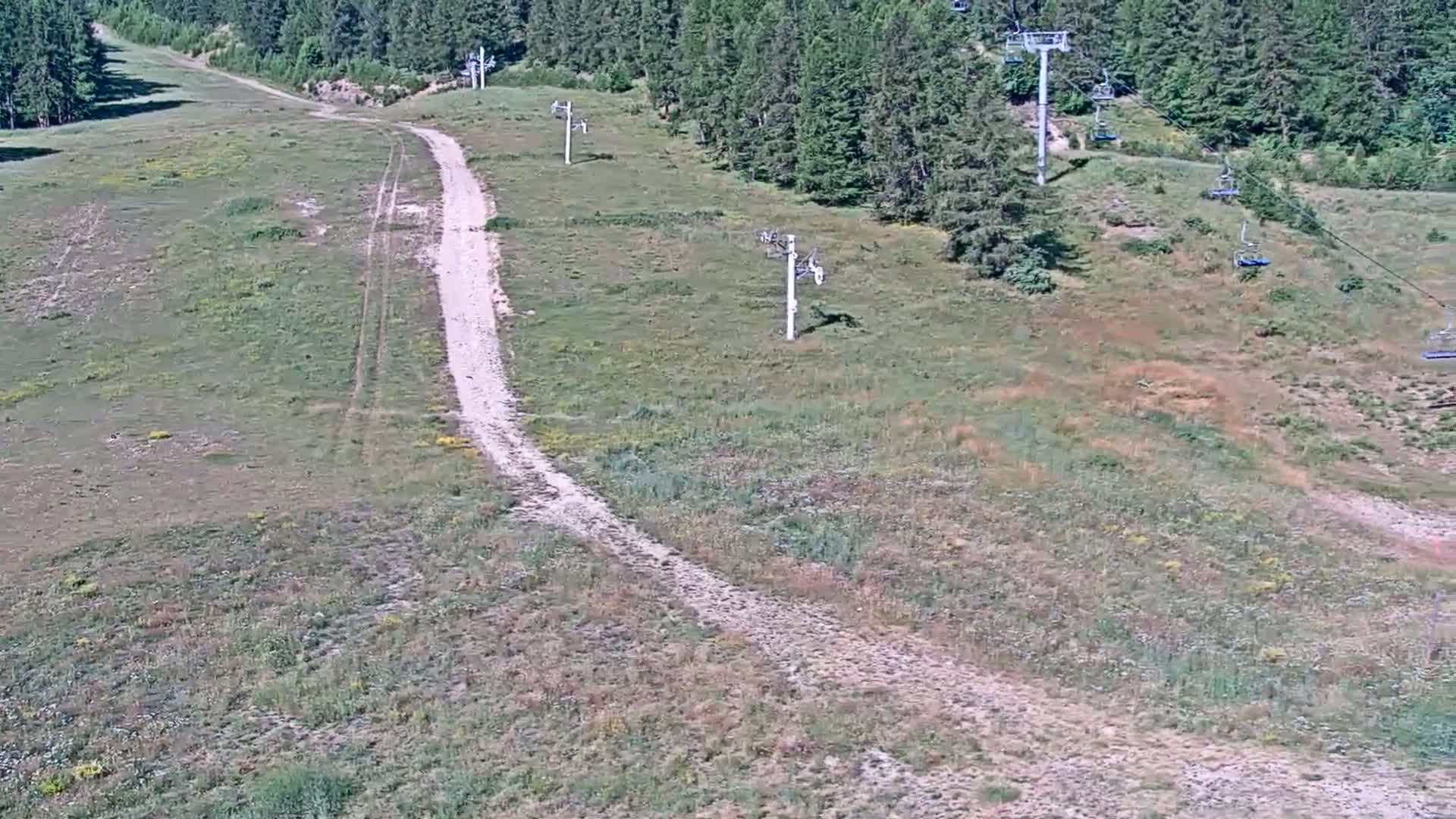 A dirt road winds through a grassy hillside dotted with several inactive chairlifts, bordered by a coniferous forest under a sunny sky.